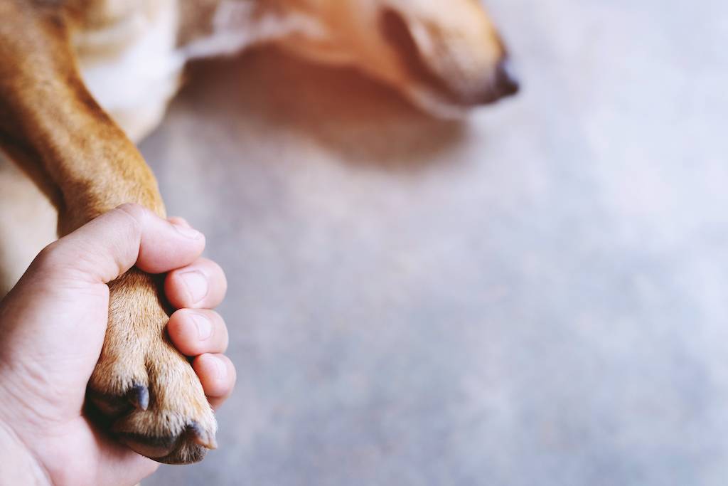 huisdier-dieren-poot vasthouden-hond ligt ziek op de grond